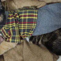 پانسیون خانگی vip پیشیمون