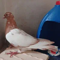 میولمنز|پرنده|آبپخش, |دیوار