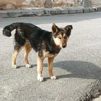 توله ژرمن|سگ|ایجرود, |دیوار