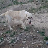 حیوان مزرعه|سگ|تربت جام, معدآباد|دیوار