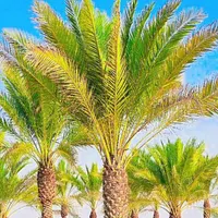 ارسال پالم نخل فقط یک دهم بدون واسطه