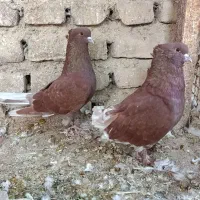 کبوتر