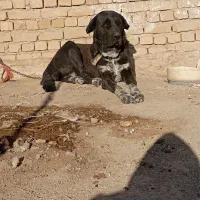 واگذاری سگ ماده|سگ|کبودرآهنگ, |دیوار