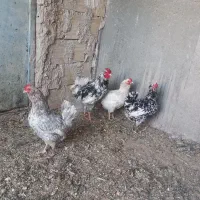 سه مرغ گلین چهل تاج با یک خروس گلین و جوجه گلین