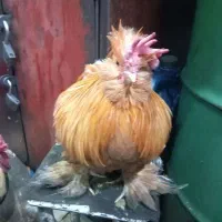 خروس برهما پا پر