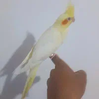 جوجه عروس دستی ، شاه تخم|پرنده|اصفهان, منتظرالمهدی|دیوار