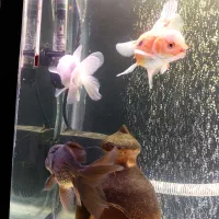 ماهی و آکواریم|ماهی|مرند, |دیوار