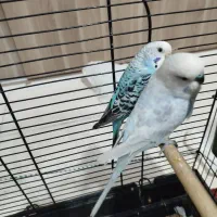 مرغ عشق انگلیسی|پرنده|محمدشهر, ولدآباد|دیوار