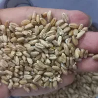 گندم تمیز