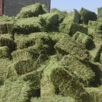 یونجه مرغوب و باکیفیت  فی 28|حیوانات مزرعه|احمدآبادمستوفی, |دیوار