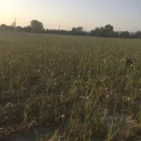 فروش زمین کشاورزی