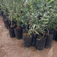 انواع نهال مرکبات و زیتون|خدمات باغبانی و درختکاری|سرپل ذهاب, |دیوار