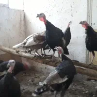 بقلمون بروبون ومحلی|حیوانات مزرعه|سنندج, |دیوار