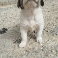 توله سرابی نر