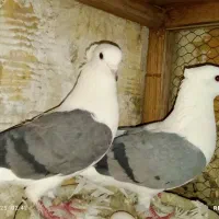 همه مهذ و سلامت|پرنده|فردیس, شهرک صنعتی سیمین دشت|دیوار