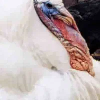 بوقلمون گوشتی