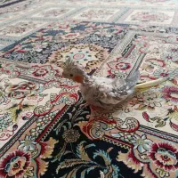 فروش جوجه عروس هلندی