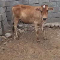 گوساله ماده