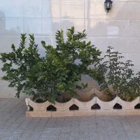 رهن کامل منزل سه خوابه|اجارهٔ خانه و ویلا|مرودشت, کوشک|دیوار