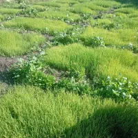 بذر پیاز دیل