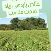 نهال سابریناخالص