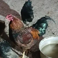 خروس|حیوانات مزرعه|دورود, |دیوار