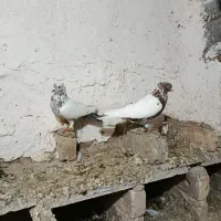 ستاکبوتر اس