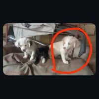 توله5ماه اشپیتزو