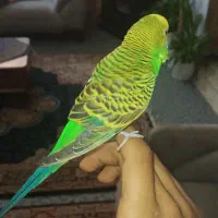 مرغ عشق نر معاوضه با ماده