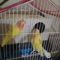 طوطی برزیلی مولد|پرنده|مبارکه, |دیوار