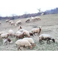 گوسفند شک و شک مر (فقط تماس)