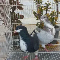 ساده کاکلی|پرنده|بجنورد, |دیوار