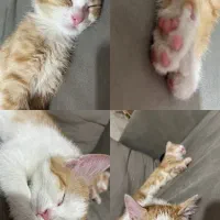 دوتا بچه گربه خونگی