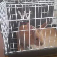 حیوان خرگوش|موش و خرگوش|تهران, پونک|دیوار