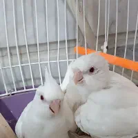 دو عدد عروس هلندی البینو|پرنده|تربتحیدریه, کاشانی|دیوار