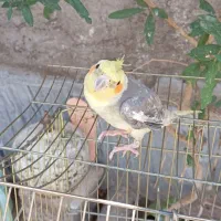 طوطی عروس هلندی سخنگو|پرنده|ساوه, |دیوار