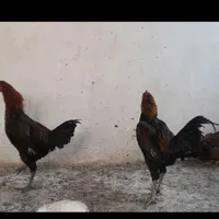 دو خرس و یه مرغ