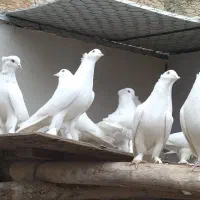 کبوتر ان پرشی|پرنده|نقده, |دیوار