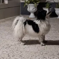 سگ خانگی|سگ|شیراز, پودنک|دیوار