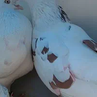 گمشده|پرنده|اسلامشهر, مطهری|دیوار