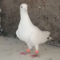 کبوترکرمونی وجوجه کفتر