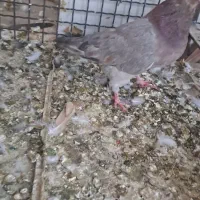 کبوترسرور تهرانی غریبگیری