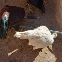 اردک اسراییلی|حیوانات مزرعه|تربت جام, جامرود|دیوار