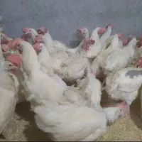 مرغ سربری به نیت شما سر میبرم میدم فقیر