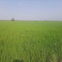 «۱۲هکتار زمین بسیار عالی برای کاشت و برداشت»
