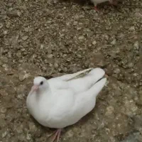 کبوترسفید پلاکی المانی