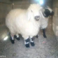 سه بره نر سنگین وزن ارکدام20کیلوگوشت|حیوانات مزرعه|زهک, |دیوار