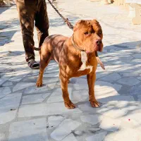 واگزاری سگ پیتبول