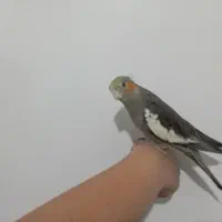 عروس هلندی|پرنده|هشتگرد, فاز ۳ مهستان|دیوار