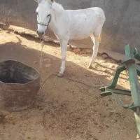 فروش یه الاغ نر گله ای سالم به شرط|حیوانات مزرعه|کوهدشت, |دیوار